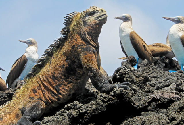 iguanas_img